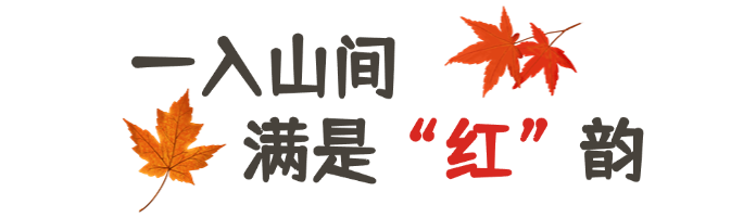 白露节气GIF动图文章标题(1).png