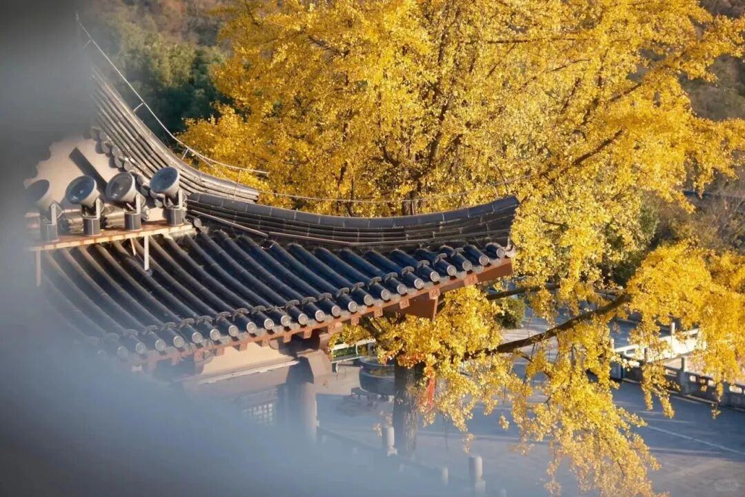 在茅山看到了一个很帅的小道士_6_爱玩爱摄影的女厨子_来自小红书网页版.jpg