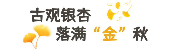 白露节气GIF动图文章标题.png